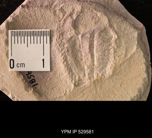 Trilobita