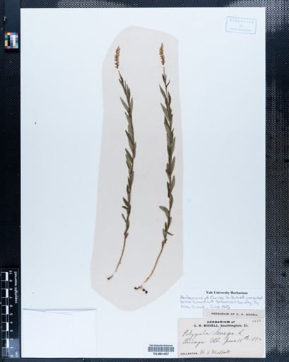 Polygala senega