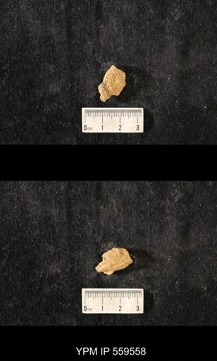 Brachiospongia digitata