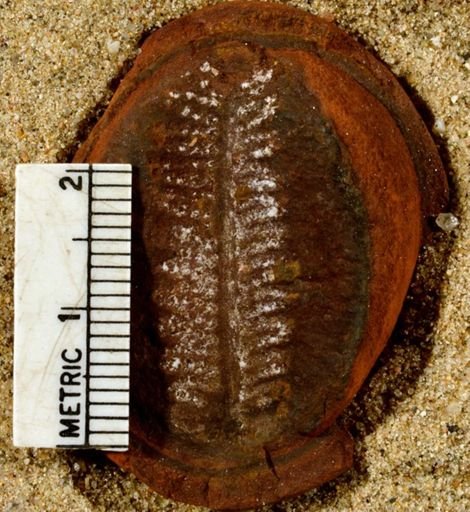 Pecopteris