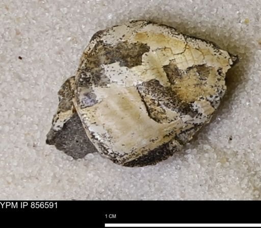 Limopsis striatopunctatus