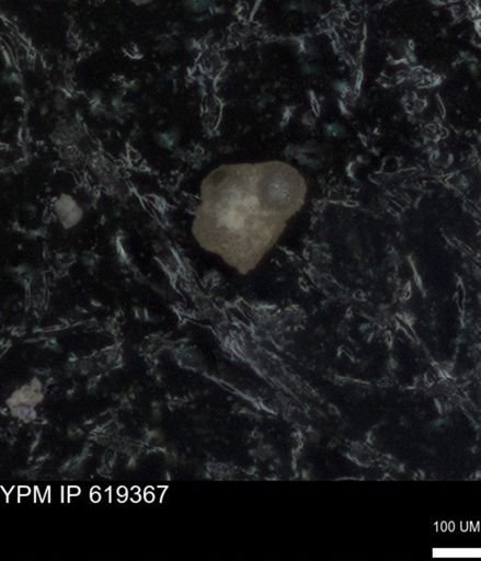 undet. Rugoglobigerinidae