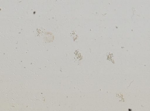 Somatogyrus currierianus