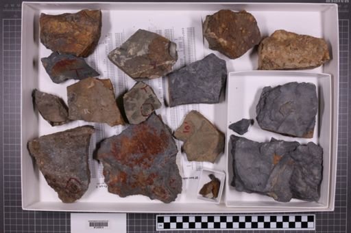 mixed taxa, stratigraphic collection