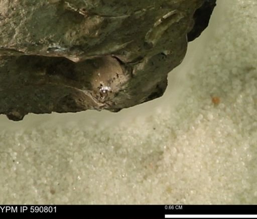 undet. Bivalvia