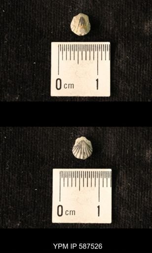 Camarotoechia whitei
