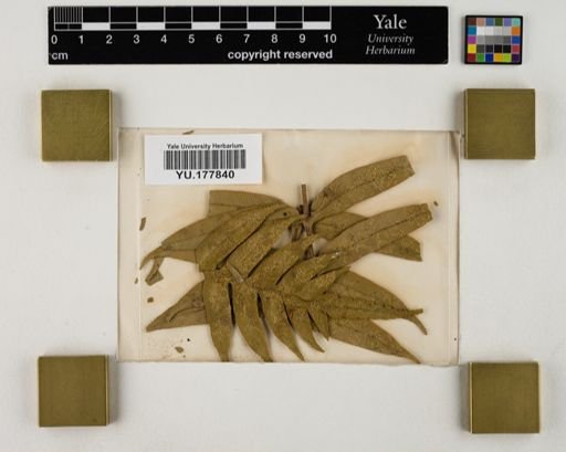 Plantae