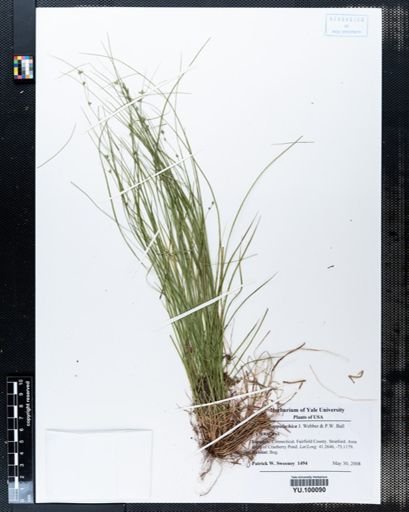 Carex appalachica
