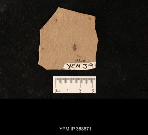 Hemiptera