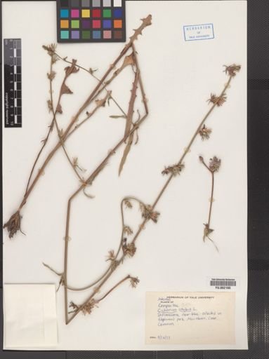 Cichorium intybus