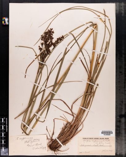 Scirpus cyperinus