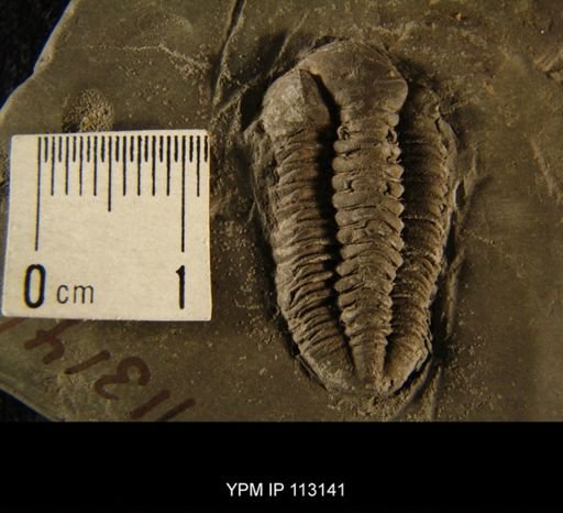 Dalmanites phillipsi