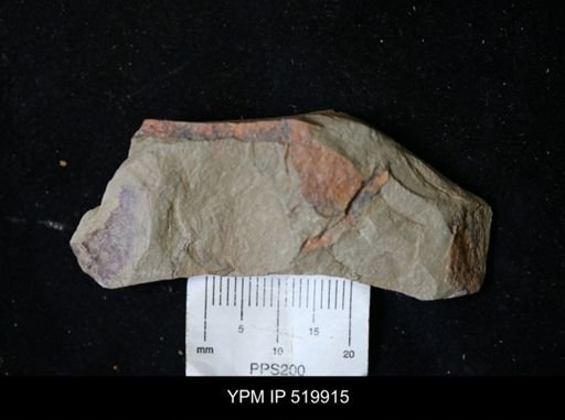 undet. Anomalocarididae