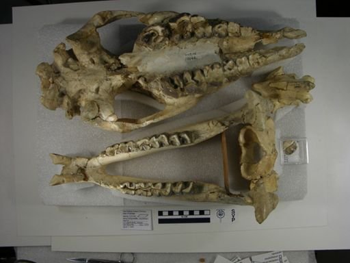 Subhyracodon occidentalis