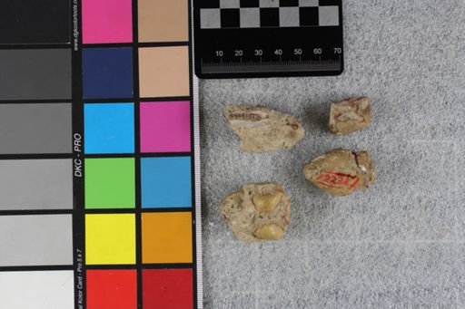 Ischyromys typus