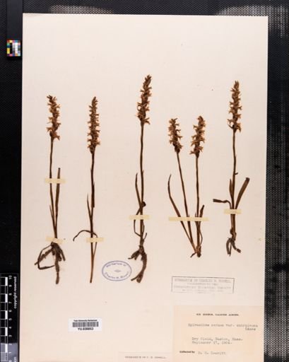 Plantae