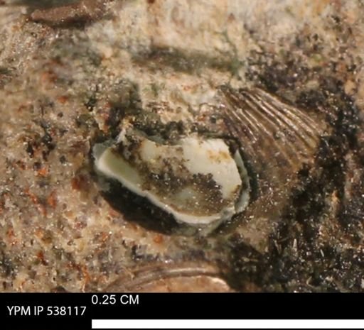Corbulamella gregaria
