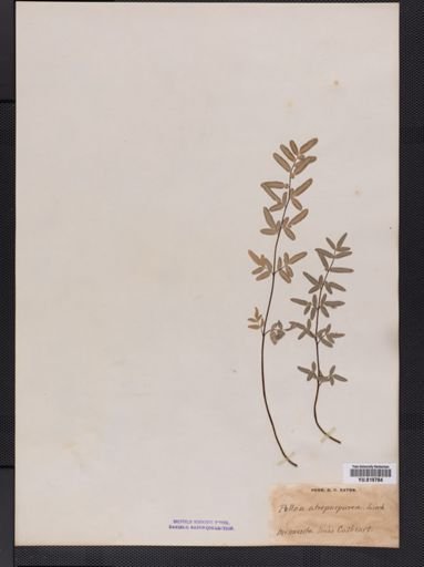 Pellaea atropurpurea
