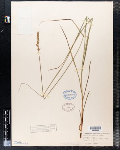 Carex