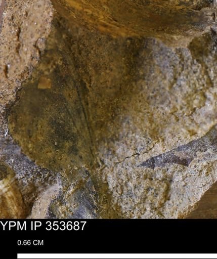 Limopsis striatopunctatus