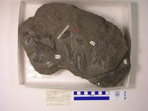 Dictyopyge macrura
