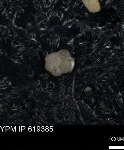 undet. Rugoglobigerinidae