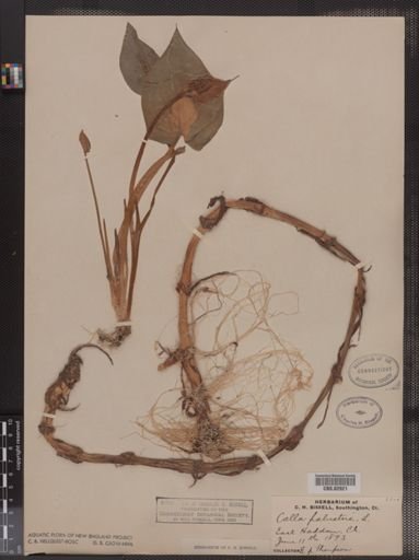 Calla palustris