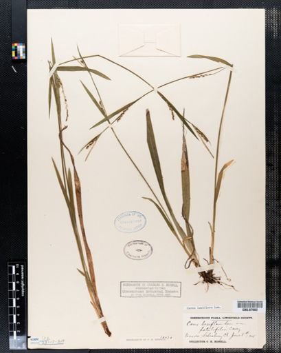 Carex laxiflora