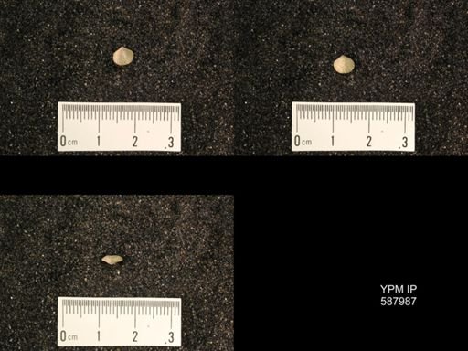 Zygospira modesta