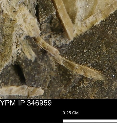 undet. Bivalvia