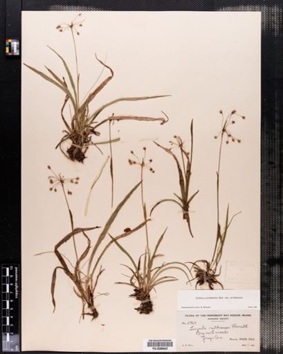 Luzula acuminata