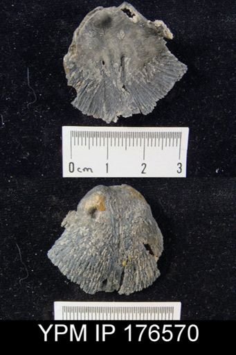 Horridonia sp.