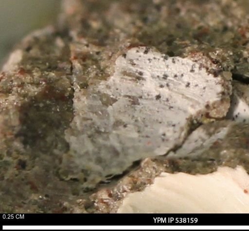 Corbulamella gregaria