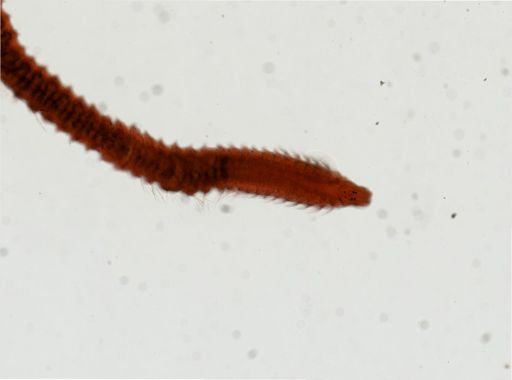 Spionidae