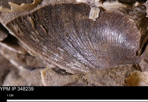 Limopsis striatopunctatus