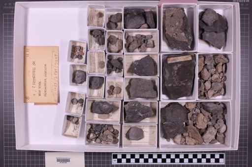 mixed taxa, stratigraphic collection