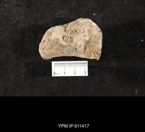 Glyptocrinus decadactylus