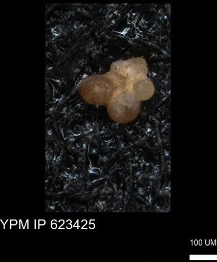undet. Globigerinina
