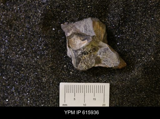 undet. Bivalvia