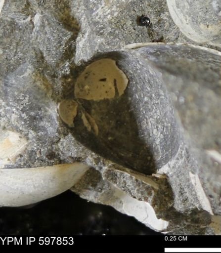 Limopsis striatopunctatus