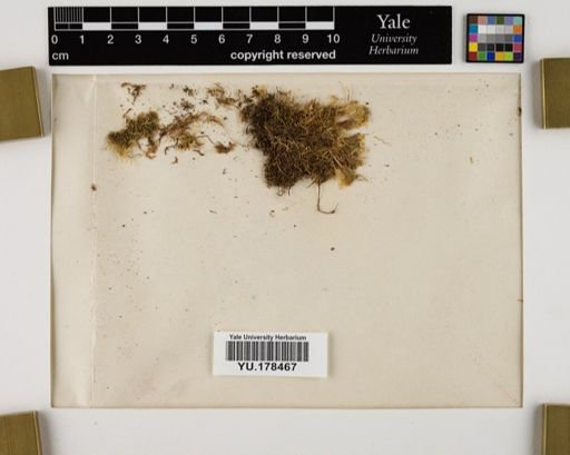 Plantae