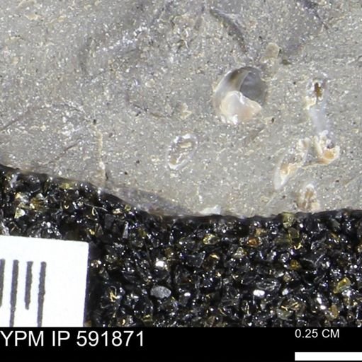 Serpulidae