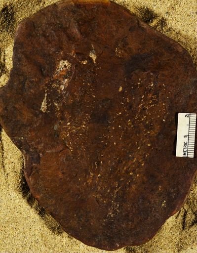 Stigmaria sp.