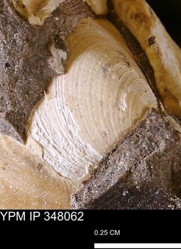 Limopsis striatopunctatus
