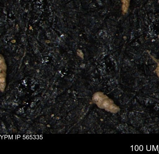 Verneuilinoides kansasensis