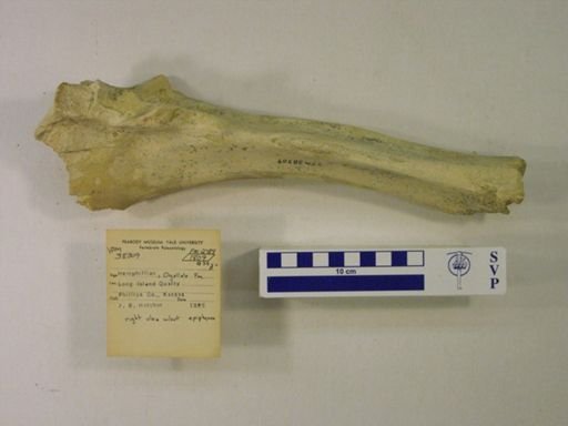 Rhinocerotidae