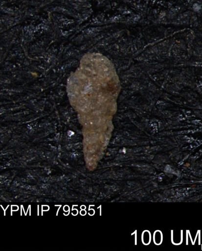 Verneuilina canadensis