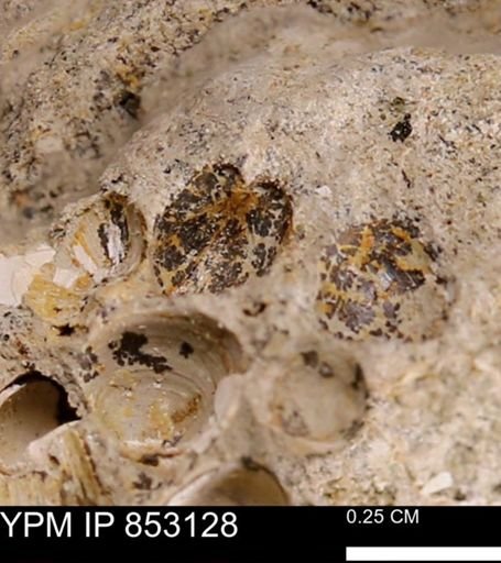 Limopsis striatopunctatus