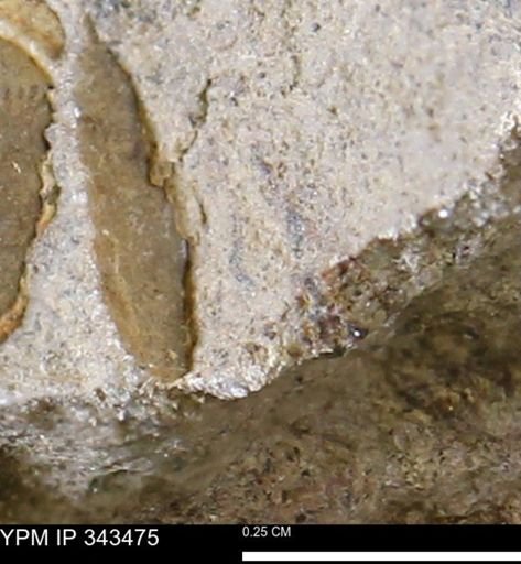 undet. Mollusca