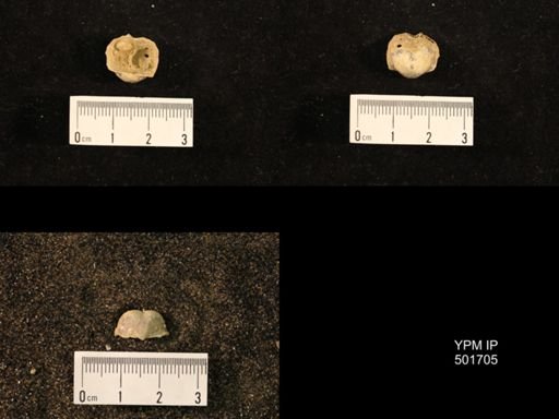 Marginifera splendens